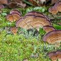 Trametes versicolor